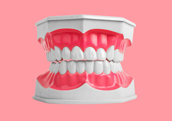 White healthy teeth of stomatology dentistry jaw model with good enamel of tooth and pink gums