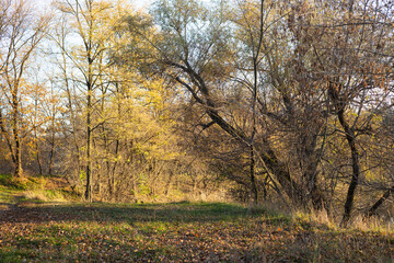 Fototapeta premium Autumn in the forest. Autumn woods.