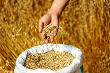 Farmer pourvu the grain from his hand into the bag, checking the quality of the new crop. An...