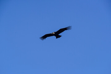 Andean Condor ,Torres del Paine National Park, Patagonia, Chile.