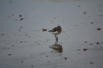 dunlin (Calidris alpina) following the tide in search for food
