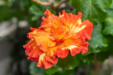 Close-up of flower Hibiscus rosa-sinensis 