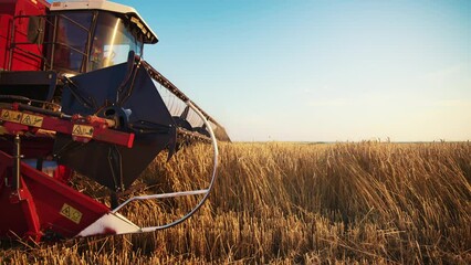 Wheat harvest concept. Combine harvester gathers the wheat crop. Harvester machine harvesting golden ripe wheat field on an agricultural field at sunset. Industry agriculture food production. - Powered by Adobe
