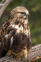 Close-up of Rough Legged Hawk, Grizzly  Wolf Discovery Centre, Yellowstone National Park.