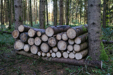 stack of firewood