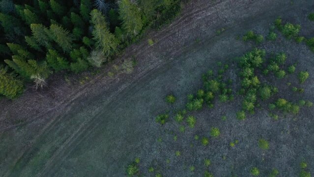 Top view of field and green coniferous forest. Clip. Gray field in contrast to green forest. Grey burnt field and green coniferous forest in summer