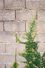 Vertical image of a concrete wall with a plant, abstract background