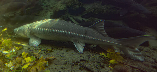 Sturgeon fish under water at bonneville dam oregon