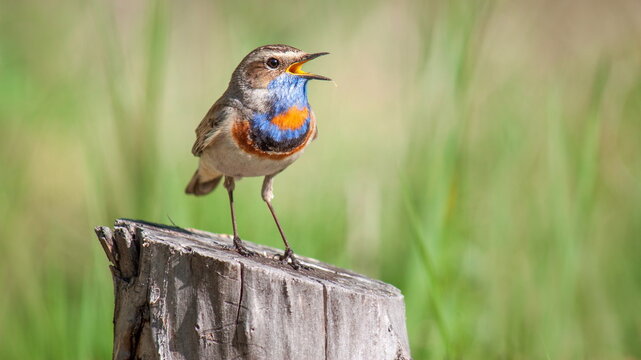 bluethroat