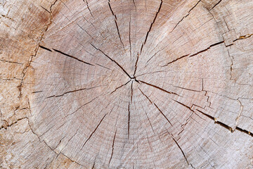 tree trunk closeup details ring wood 