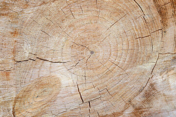 Naklejka premium tree trunk closeup details ring wood 