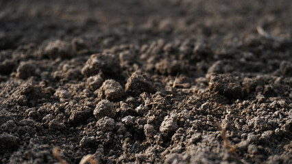 Ground soil focus in the foreground, close-up view.