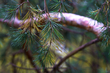 Photo of pine branches on the background of a cloudy day, close-up photography