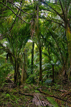 Grove of nikau palms (Rhopalostylis sapida) in Kahurangi National Park, Karamea, West Coast, South Island, New Zealand
