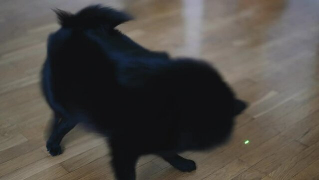 Schipperke dog playing with laser pointer.