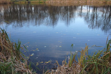 reeds in the lake