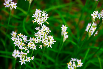 closeup wild garlic flowers in the spring forest