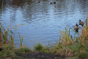 ducks on the lake