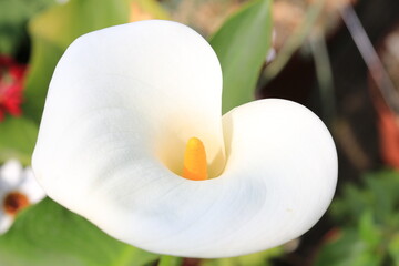 White blooming zantedeschia in sunny July