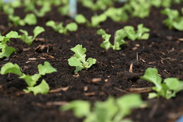 seedling in soil