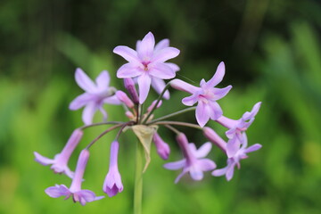 Fototapeta premium Beautiful blooming society garlic in sunny July