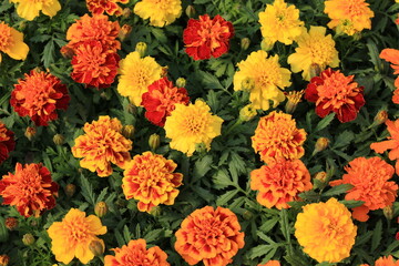 Blooming African marigold in sunny July