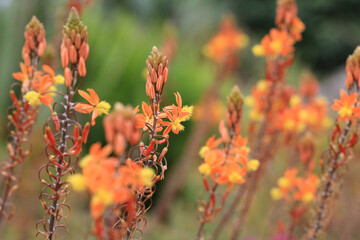 Orange blooming bulbine in sunny August