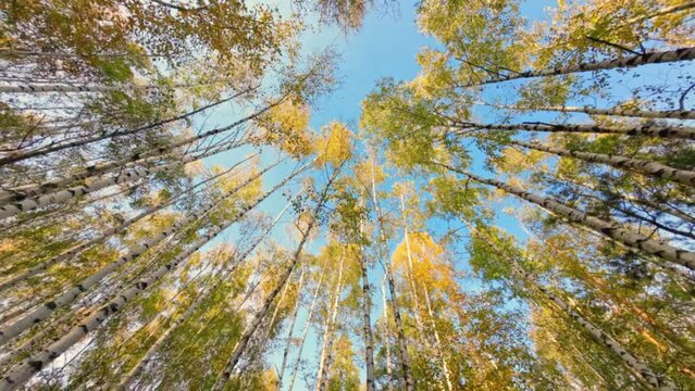 A view from down to top of the trees in a circle