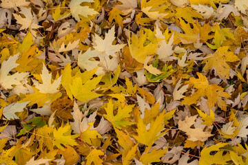 Dywan z opadłych , złotej barwy , liści klonu zaściełających park grubym kobiercem . 