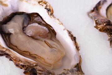 Fresh oyster on ice isolated with shadow on white background. clipping path. opened oyster close. Raw french oysters mollusc, shellfish or mussels collection top view. High quality photo