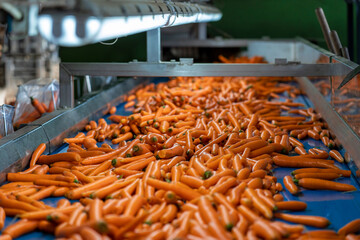 Commercial Production and Management of Carrots. Washed Carrots Moving on Blue Conveyor Belt in Packing House Prior Distribution to Market. Carrot Sorting, Weighing and Packing. 