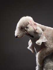 two White Bedlington terrier kiss. Charming pets in studio on black background. dogs with funny hairstyle