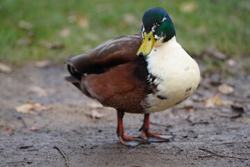 Duck 2