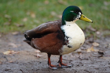 Duck 3
