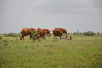  elephant  kenya  safari  africa  wild  animal  mammal  landscape © Mina