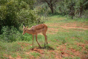  antelope  gnu  free  freedom  landscape  safari  wild  © Mina