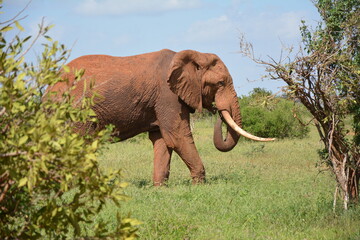 #elephant #wild #freedom #safari #kenya #africa #sanctuary - obrazy, fototapety, plakaty