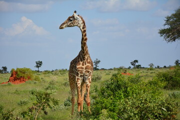 #giraffe #wild #freedom #sanctuary #safari #kenya #africa #hot #summer #long #beautyfull