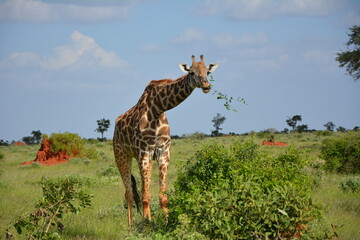 #giraffe #sanctuary #wild #freedom #eat #sky #blue #kenya #africa - obrazy, fototapety, plakaty