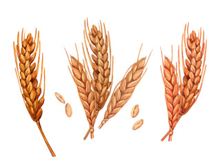 Watercolor spikelets of rye product illustration set. Painted isolated natural organic fresh wheat eco food on white background