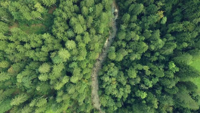Top View at the forest in the Alps
