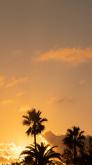 Backlit silhouettes of palm tree at dusk