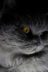 close up of a cat's face. macro. animals close up. gray cat. cat look