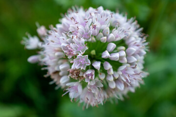 Blooming onion inflorescence on a blurred green background for publication, poster, calendar, post, screensaver, wallpaper, postcard, banner, cover, website, space for your design. High quality photo