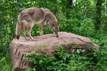 Naklejka na ściany i meble Adult Coyote (Canis latrans) Sniffs at Top of Rock Summer