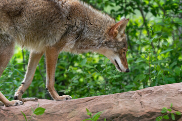 Naklejka na ściany i meble Adult Coyote (Canis latrans) Walks Across Top of Rock Summer