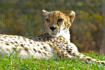 A cheetah raises his head for a portrait.