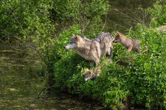 Grey Wolf (Canis lupus) and Two Pups Look Out Over Water Summer