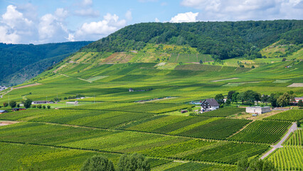 landscape with vineyard and hills