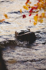 Bon Echo Provincial Park in Ontario, Canada. A spectacular landmark in North America alongside Mazinaw Lake. Autumn leaves and fall colors late in the season making for a beautiful landscape.